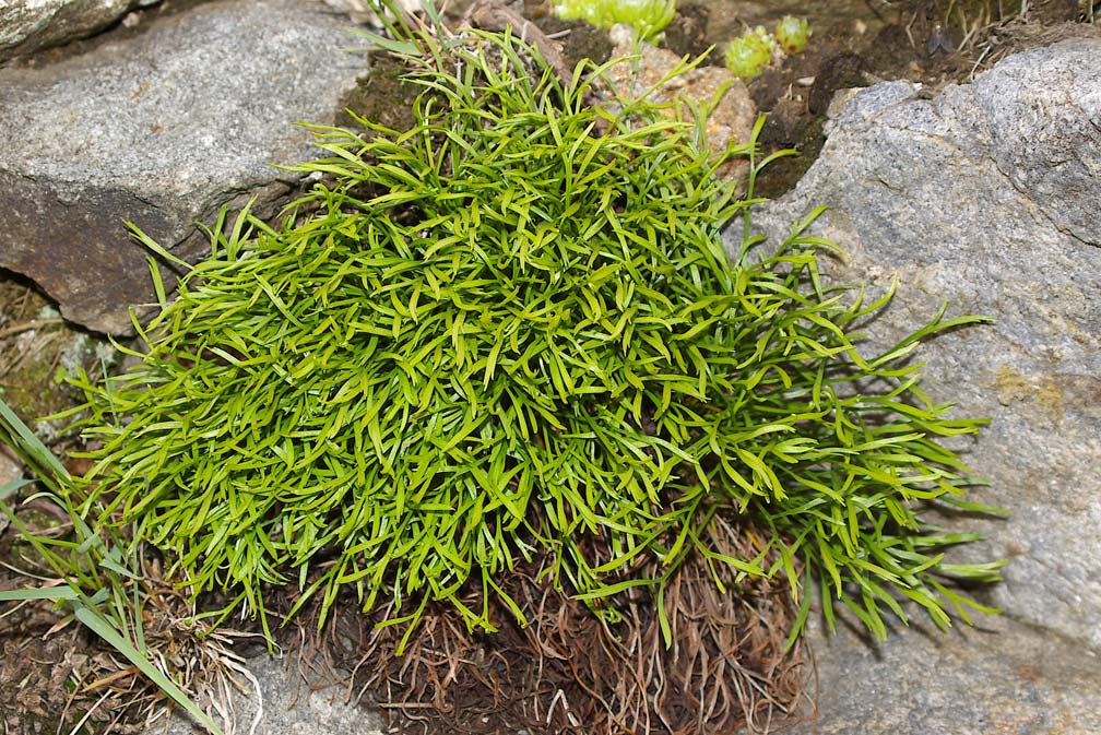 Asplenium septentrionale